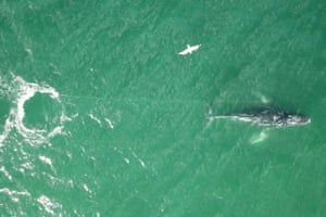A whale entangled in rope seen from above