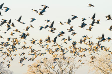 Many geese taking off or landing