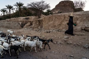 A shepherdess with her goats in Wadi Dawan, Hadhramaut