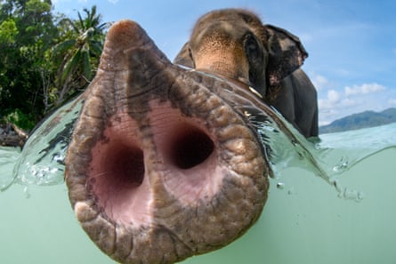 An elephant standing in the sea with its trunk out in front on it, photographed looking straight up its trunk