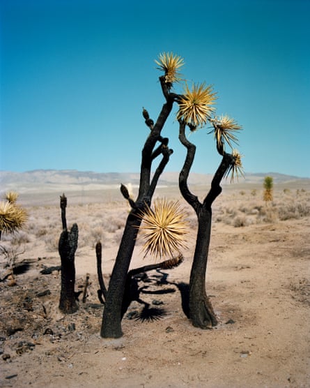 Burned Cactus Tree by Gregory Halpern