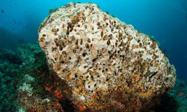 A rock in the same reserve after people have illegally gouged date mussels from it. It can take 50 years for rocks to regain the plant and animal life it once had.