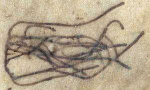 A Proterocladus antiquus fossil dating back 1bn years.