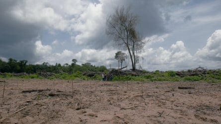 A bare patch of land with one tree standing and a strip of green in the distance