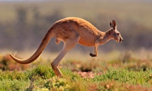 Image result for kangaroo