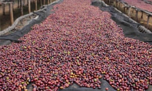 Coffee beans spread out to dry