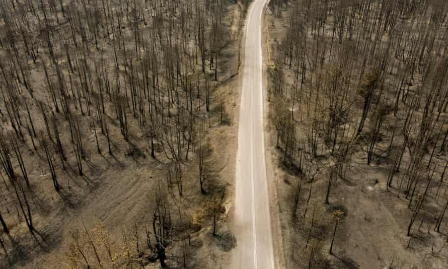 A burned forest on the island of Evia