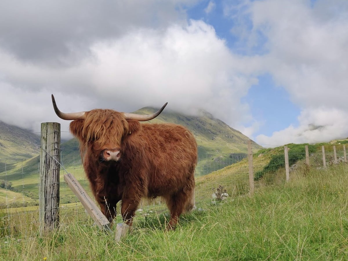Country diary: The Highland coos chew sloppily on sweet summer grass, Farming