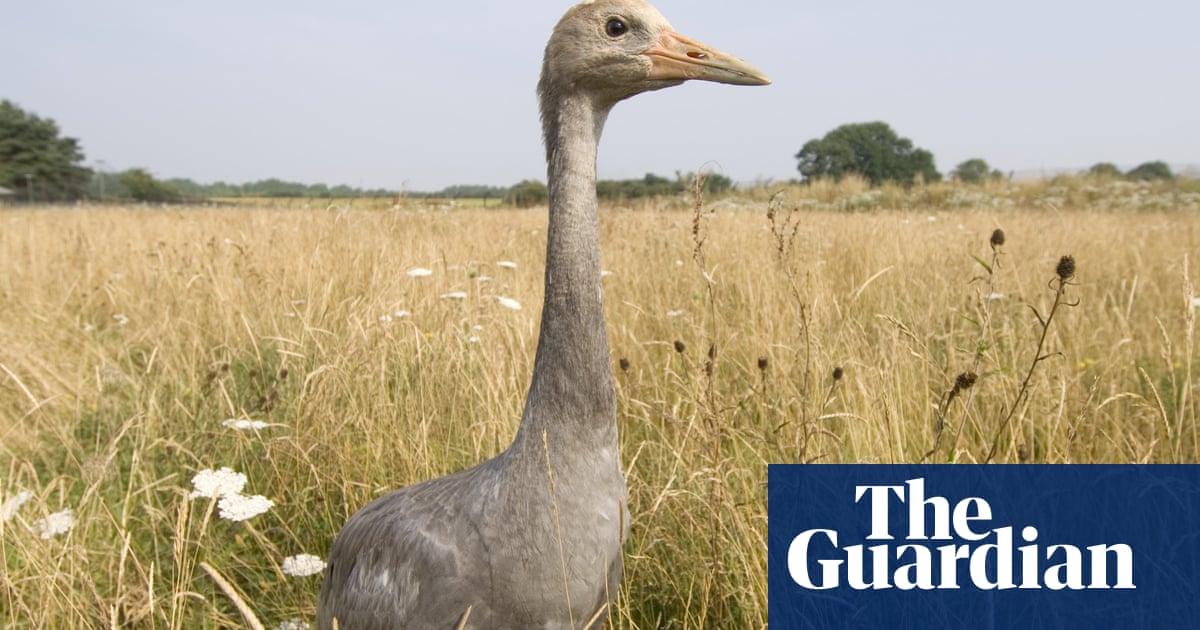 The Cuckoo's Lea by Michael Warren review a magical ornithological history of Britain