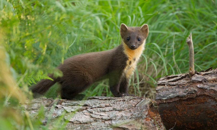 Pine martens return to Dartmoor after 150-year absence Pine martens return to Dartmoor after 150-year absence