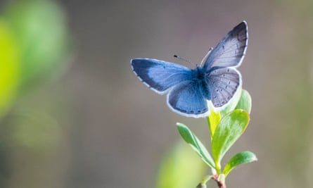 The holly blue recorded its highest ever numbers in the count’s history