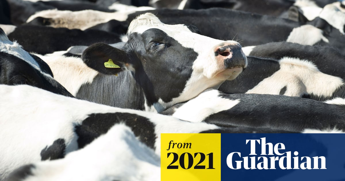 Plant-based diets crucial to saving global wildlife, says report