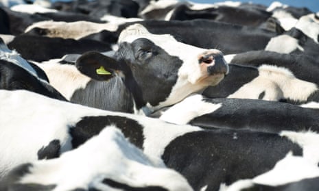 A cow looks out from a tightly packed herd of milking cattle