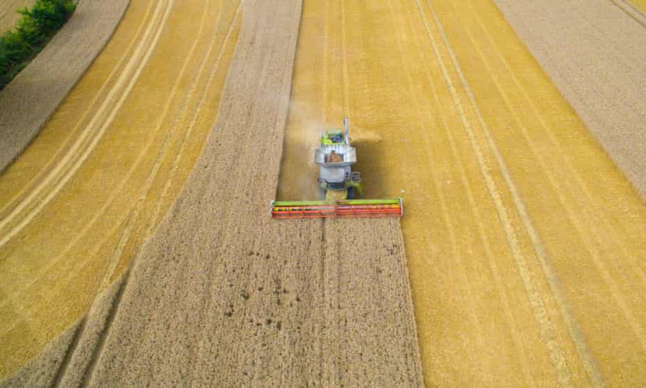 A combine harvester cutting through crops
