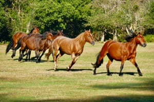 Bay or dark brown and chestnut ponies trot and canter across a grassy clearing