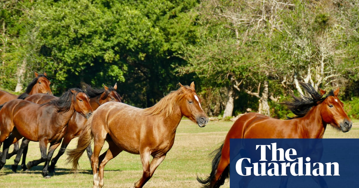 Branding of New Forest Ponies Is Indefensible | Horses | the Guardian