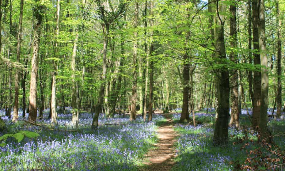 A carpet of bluebells near Breamore, Hampshire