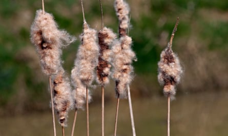 Bulrushes grow in marshes and peatland across the UK