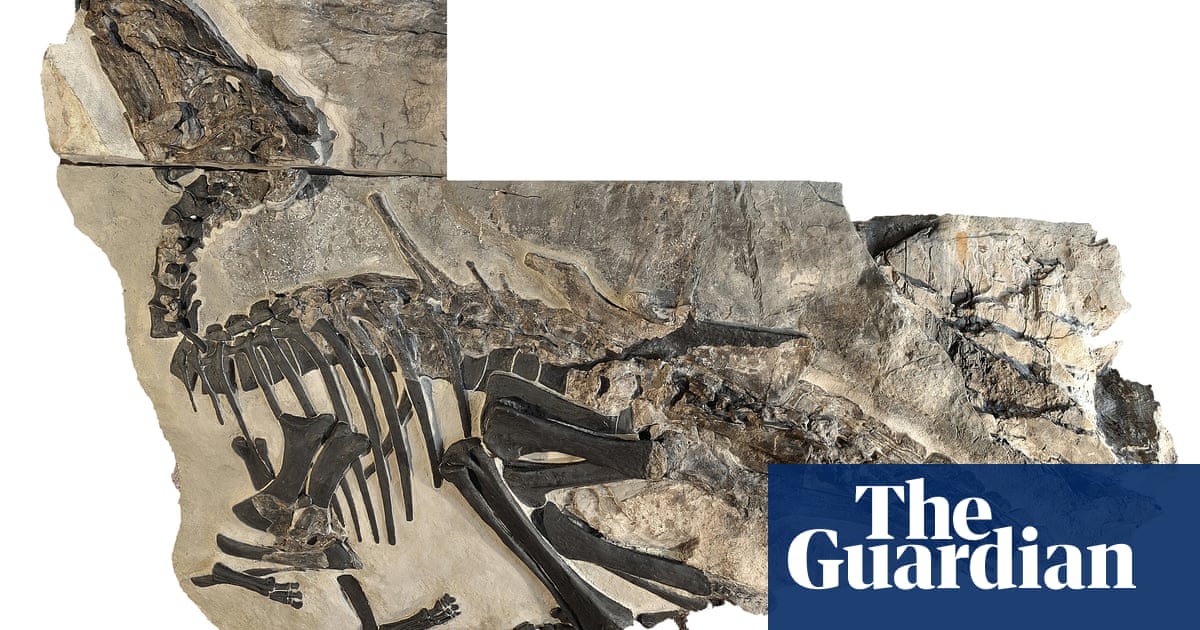 Fossil remains of herd of 11 dinosaurs discovered in Italy