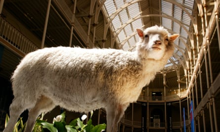 A stuffed sheep; the photo is taken from the animal's feet and looks up at her - behind the vaulted glass ceilings of the museum. She is uplit, almost like a religious statue.