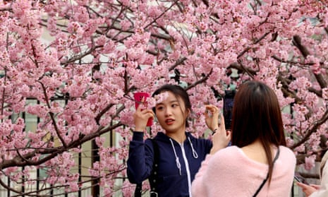 Cherry blossoms bloom in Wuhan