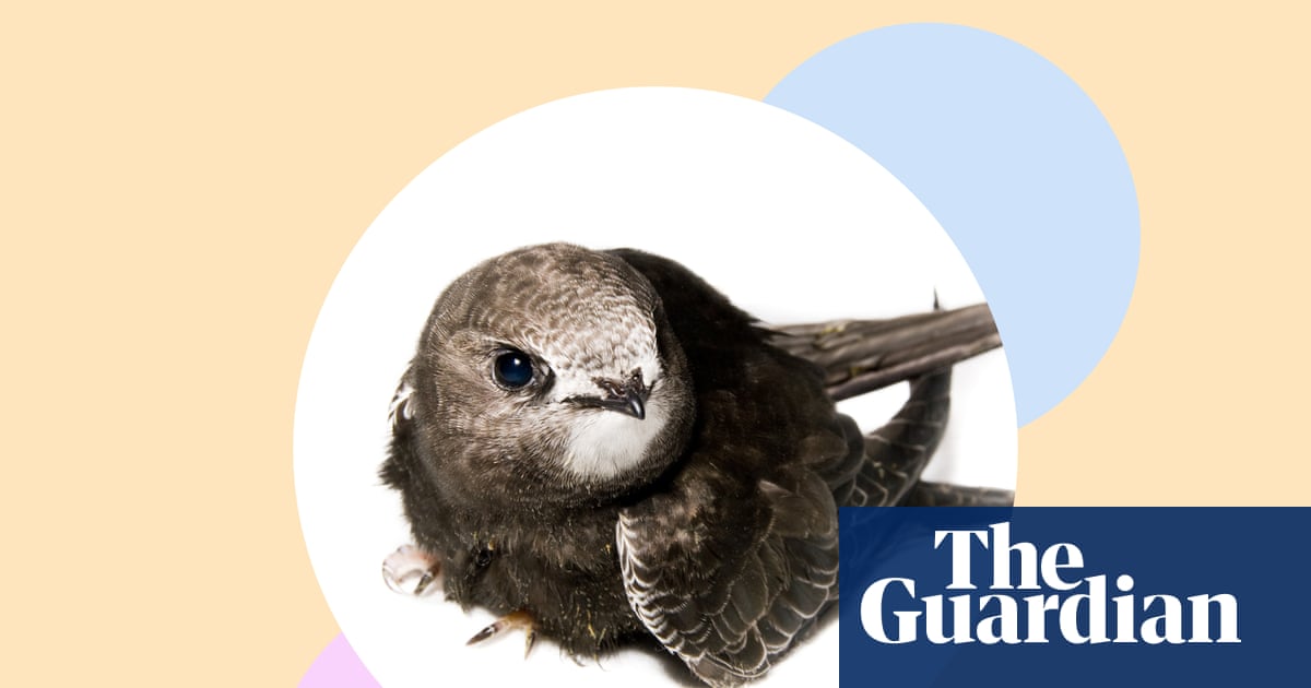 ‘Swifts spark joy!’ Why these beautiful birds need our help – and 10 ways to give it