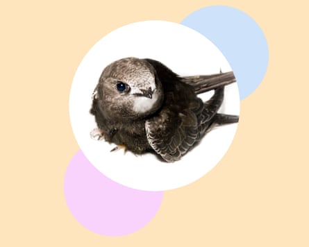A swift