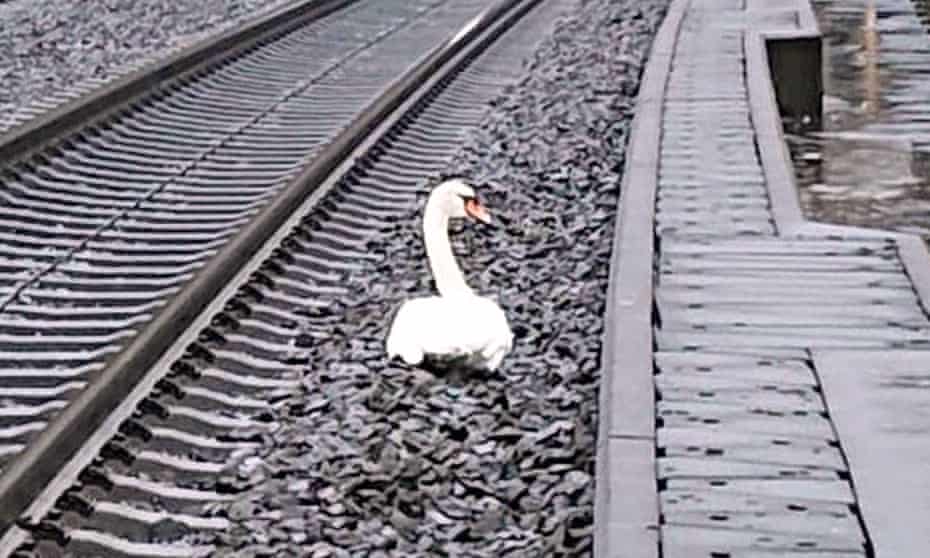 The swan halted traffic on the line between Kassel and Göttingen.