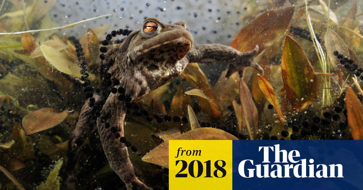 Uk Gardeners Urged To Build Ponds As Sightings Of Frogs And Toads