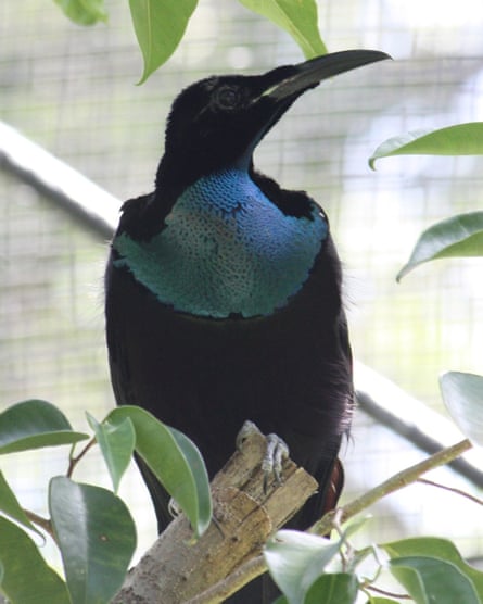 A Magnificent Riflebird at the Port Moresby Nature Park in Papua New Guinea