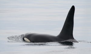 An orca seen off northern Scotland.
