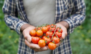 Tomatoes are sensitive to cold temperatures and will lose flavour in the fridge.