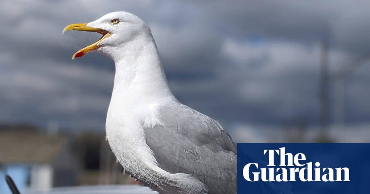 Worth a shout? Yelling is best way to deter gulls, UK study suggests