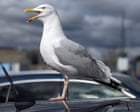 Worth a shout? Yelling is best way to deter gulls, UK study suggests