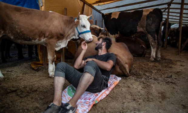 A livestock vendor sits with sacrificial animals ahead of Eid-al-Adha celebrations in Istanbul, Turkey, 27 July 2020. 
