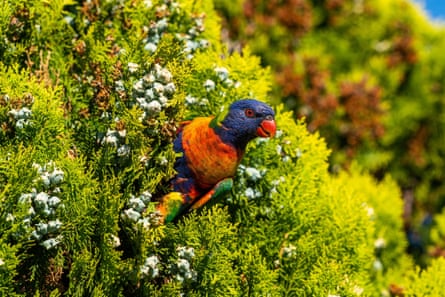 Rainbow lorikeet, Adelaide, South Australia
