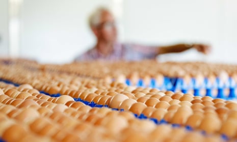 Eggs stored at a poultry farm in Putten, Netherlands, one of those shut down by Dutch food safety officials.
