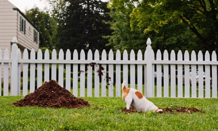 A jack russell digging a hole in a lawn