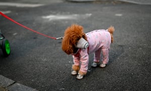 A dog wearing a face mask in Beijing as the number of coronavirus cases in China continue to rise.