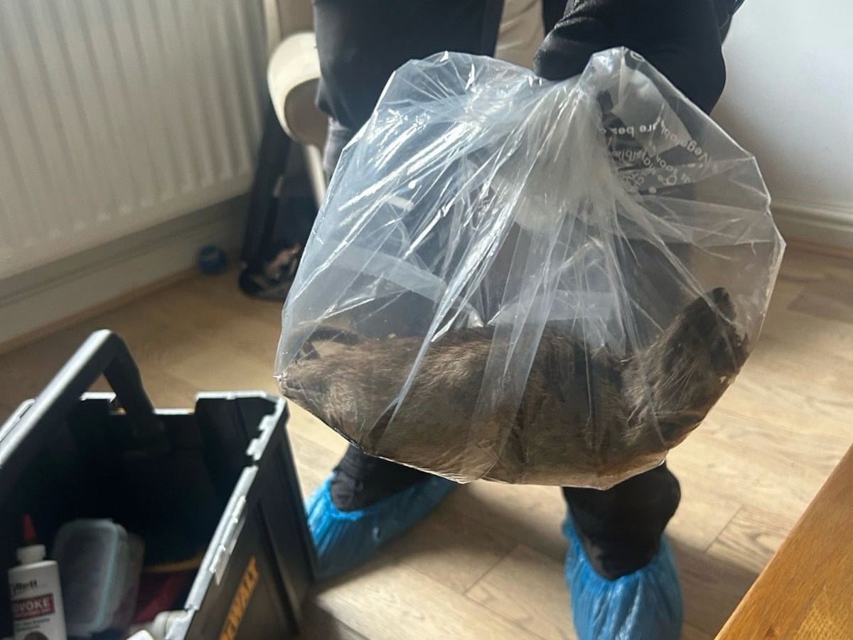 Cat-sized' rat found in Teesside town puts focus on pest ...