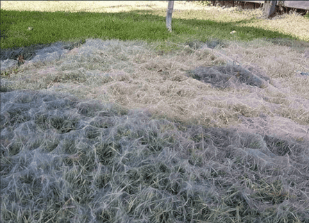 The Spider Did An Indiana Jones Style Swing Into The Car Share Your Scary Spider Stories Spiders The Guardian