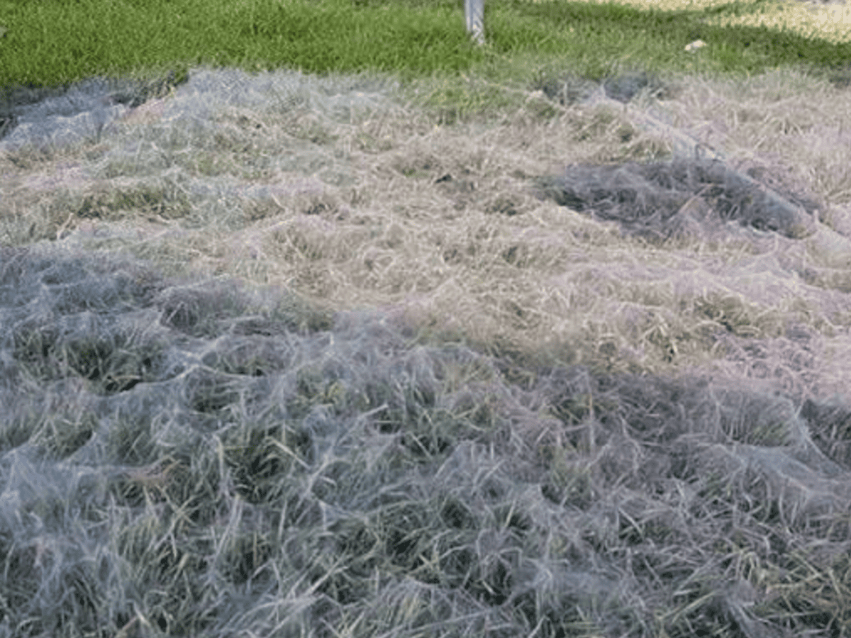 The Spider Did An Indiana Jones Style Swing Into The Car Share Your Scary Spider Stories Spiders The Guardian