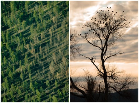 Patches of brown mark the sea of green trees along the California/Oregon border. Birds roost in a dead tree where signs of the drought persist despite months of heavy rain.