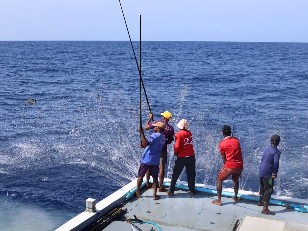 commercial fishing pole tuna Standup 50/80 class Zack's Custom Rods, LLC Attention shoppers: "Pole and line"