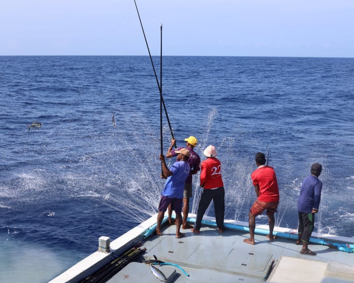Just a pole and line, like they fished as boys: how a Maldives tradition is ensuring tuna stocks thrive