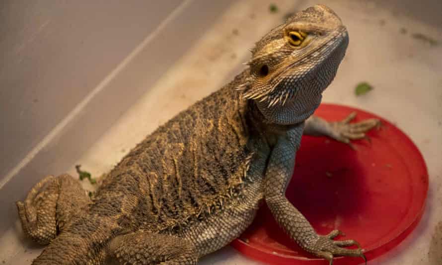 Bearded dragon