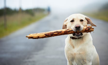 445px x 267px - Britain's most popular dogs? I have a bone to pick with the top 10 | Dogs |  The Guardian