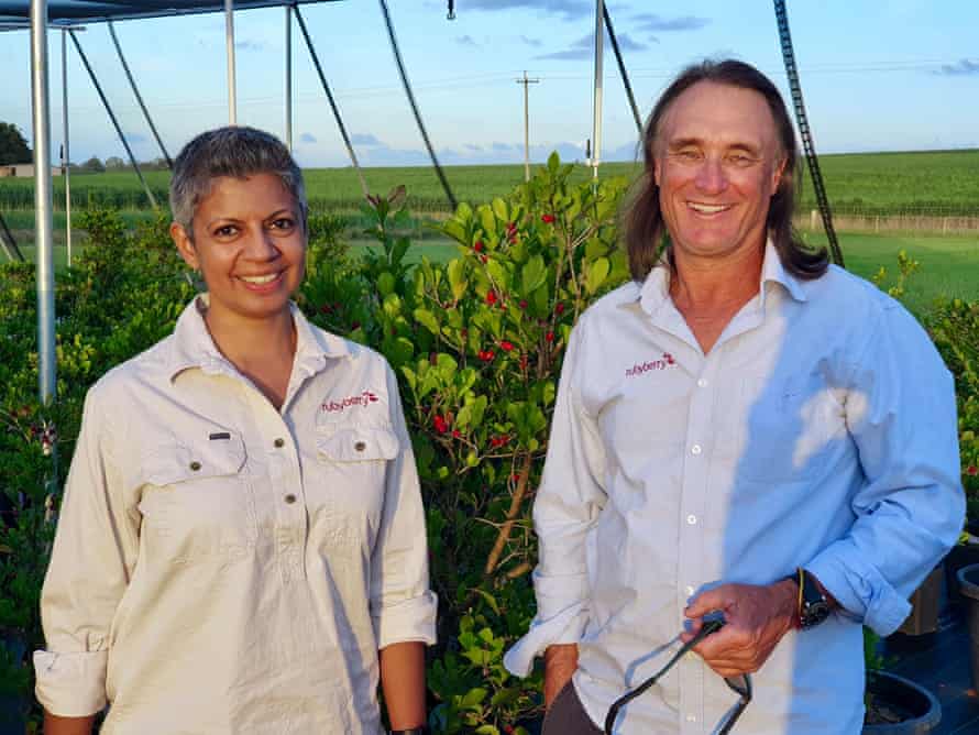 کشاورزان کریس بکویث و کارن پریرا Synsepalum dulcificum، معروف به توت معجزه آسا را ​​در مزرعه روبیبری خود مزرعه می کنند.