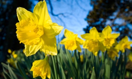 Early spring flowers around the UK: readers' travel tips