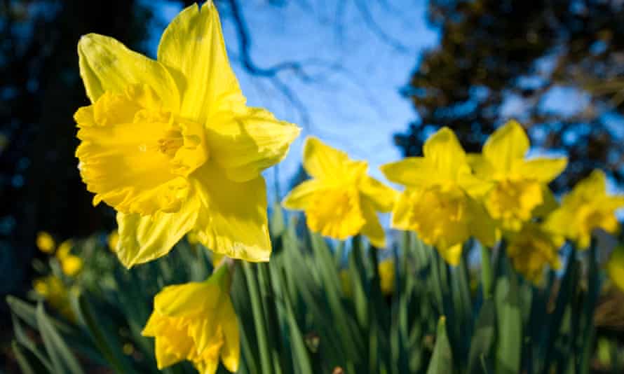 Early Spring Flowers Around The Uk Readers Travel Tips Parks And Green Spaces The Guardian Early Spring Flowers Around The Uk Readers Travel Tips Parks And Green Spaces The Guardian